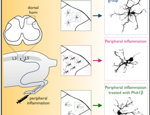 Phα1β Spider Toxin Reverses Glial Structural Plasticity Upon Peripheral Inflammation